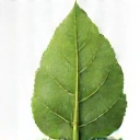 Ikona prirode